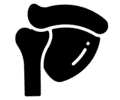 Shoulder Joint